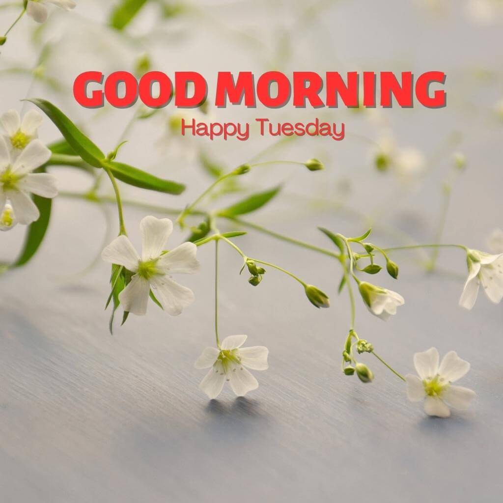 tuesday good morning Wallpaper New Download 2023