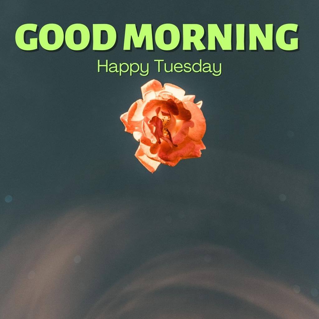 tuesday good morning Wallpaper New Download