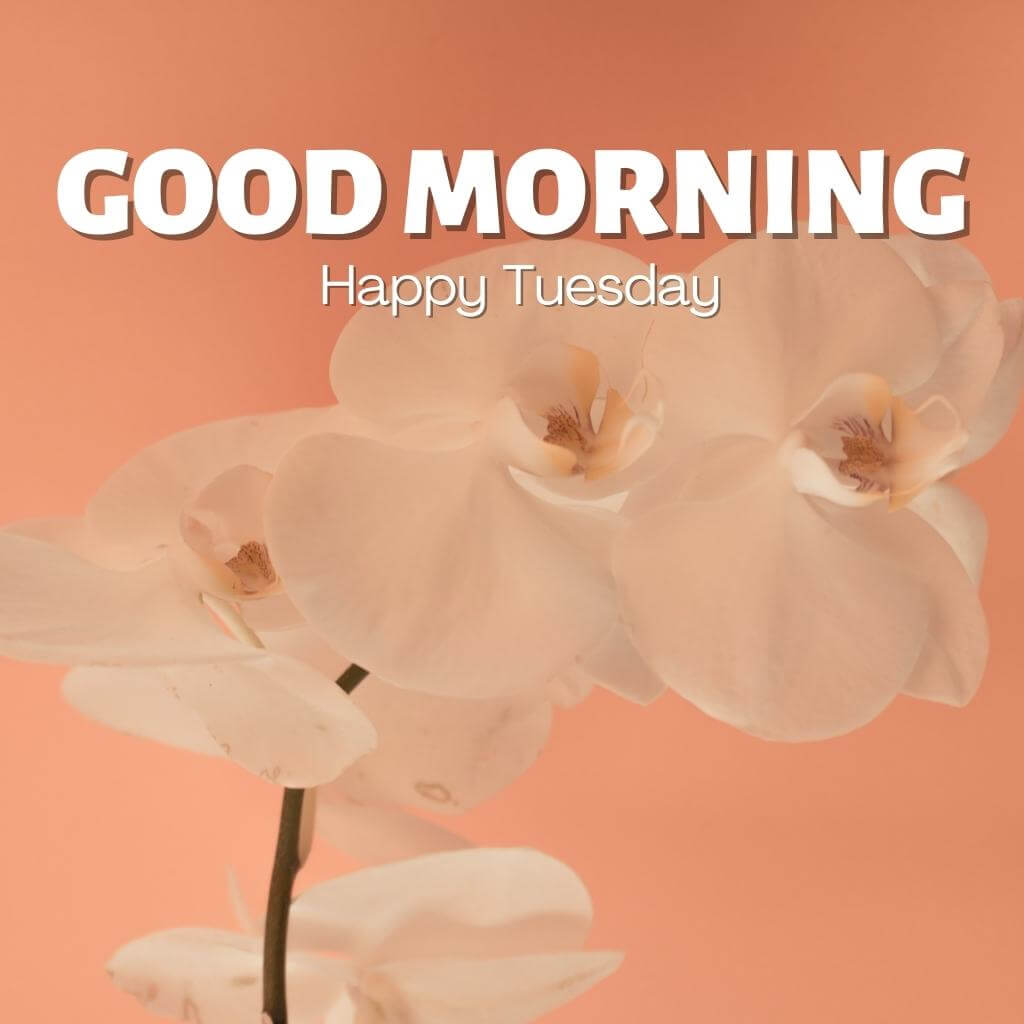 tuesday good morning Wallpaper Photo Download 2023