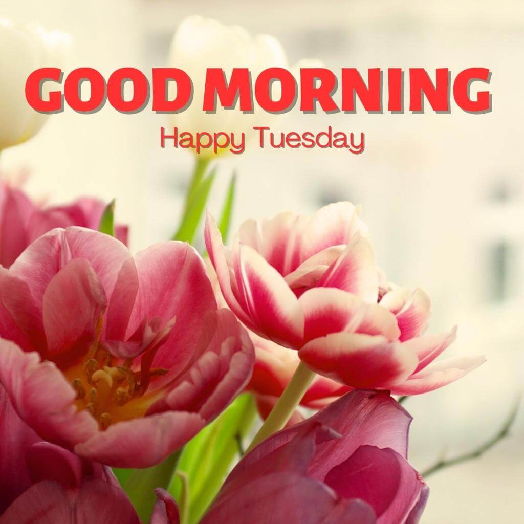 tuesday good morning Wallpaper Pics Download for Facebook