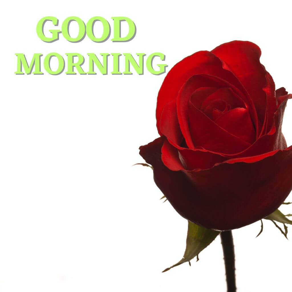 Beautiful Good Morning rose Photo