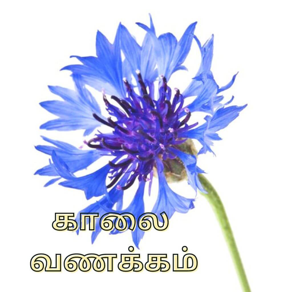Best HD Tamil Good Morning Images Download Free