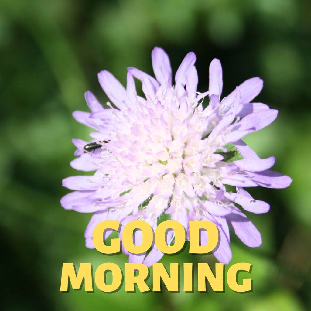 Best Hd Good Morning have a nice day Wallpaper