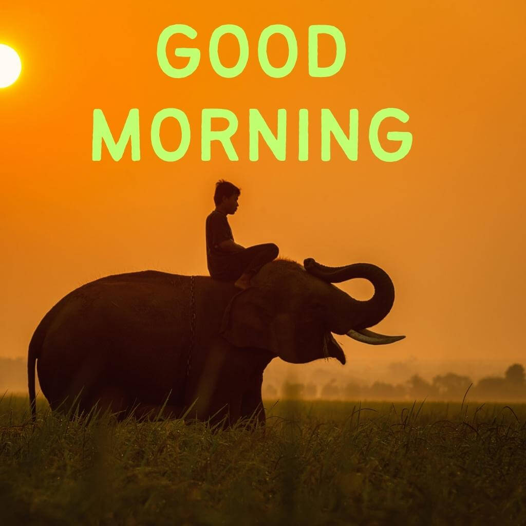 Best Quality Good Morning Pics Wallapper for Facebook