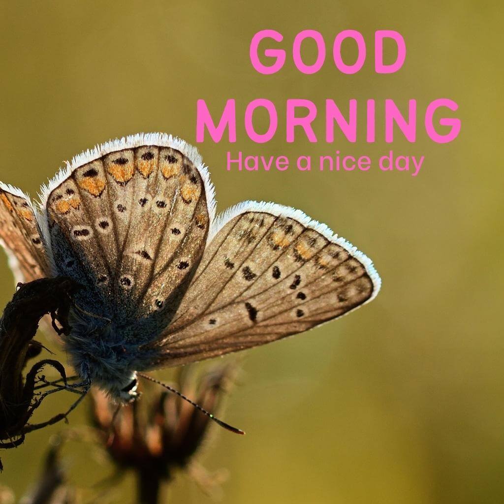 Butterfly Good Morning Images pics