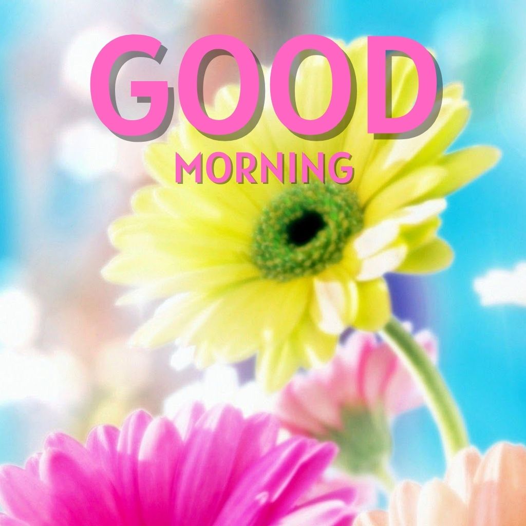 Download for Good morning Images Wallpaper for WhatsApp 