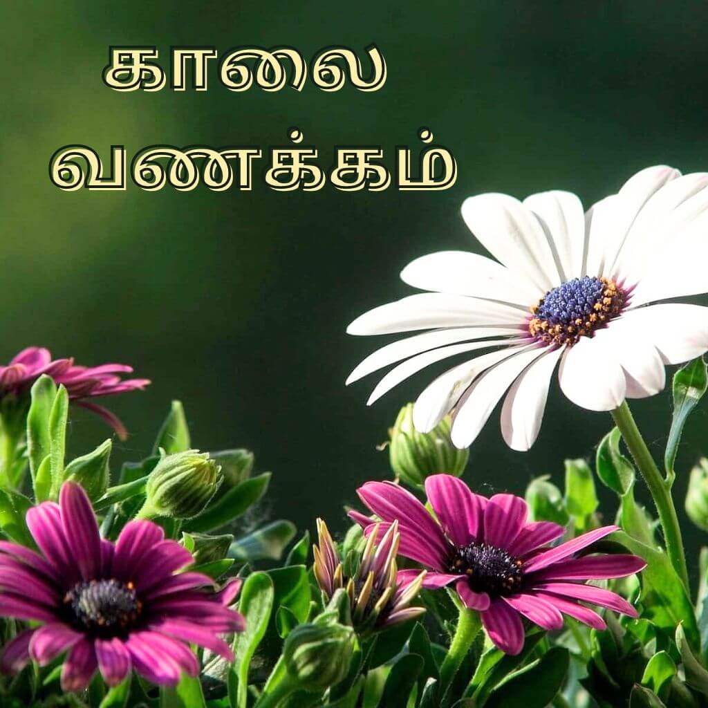 Download Free Tamil Good Morning Pics Wallpaper Pics New Download For WhatsApp Status 