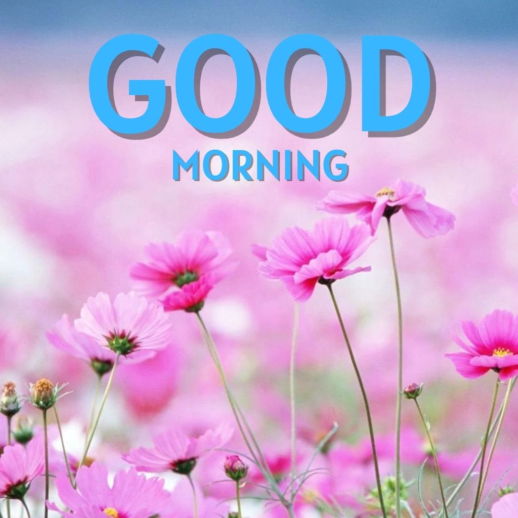 Download HD Good morning Pics images Free Download 