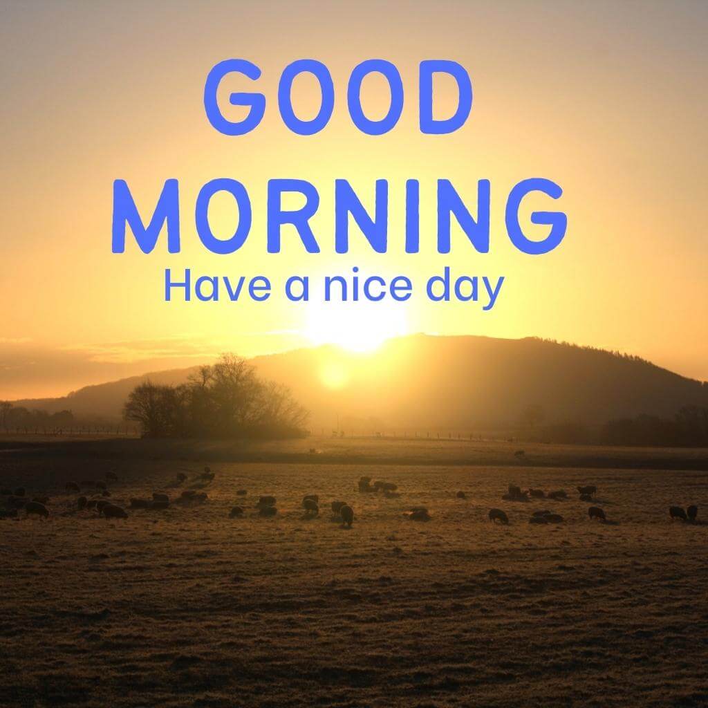 Download for Good Morning Images for Friend