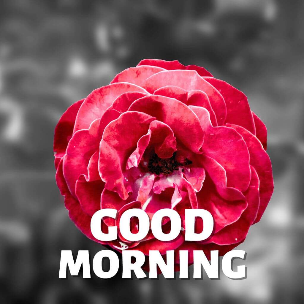Flower Good Morning have a nice day Images