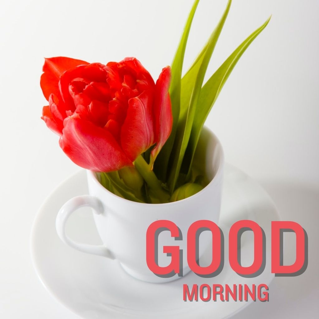 Flower Good morning Images Photo HD Download Free 