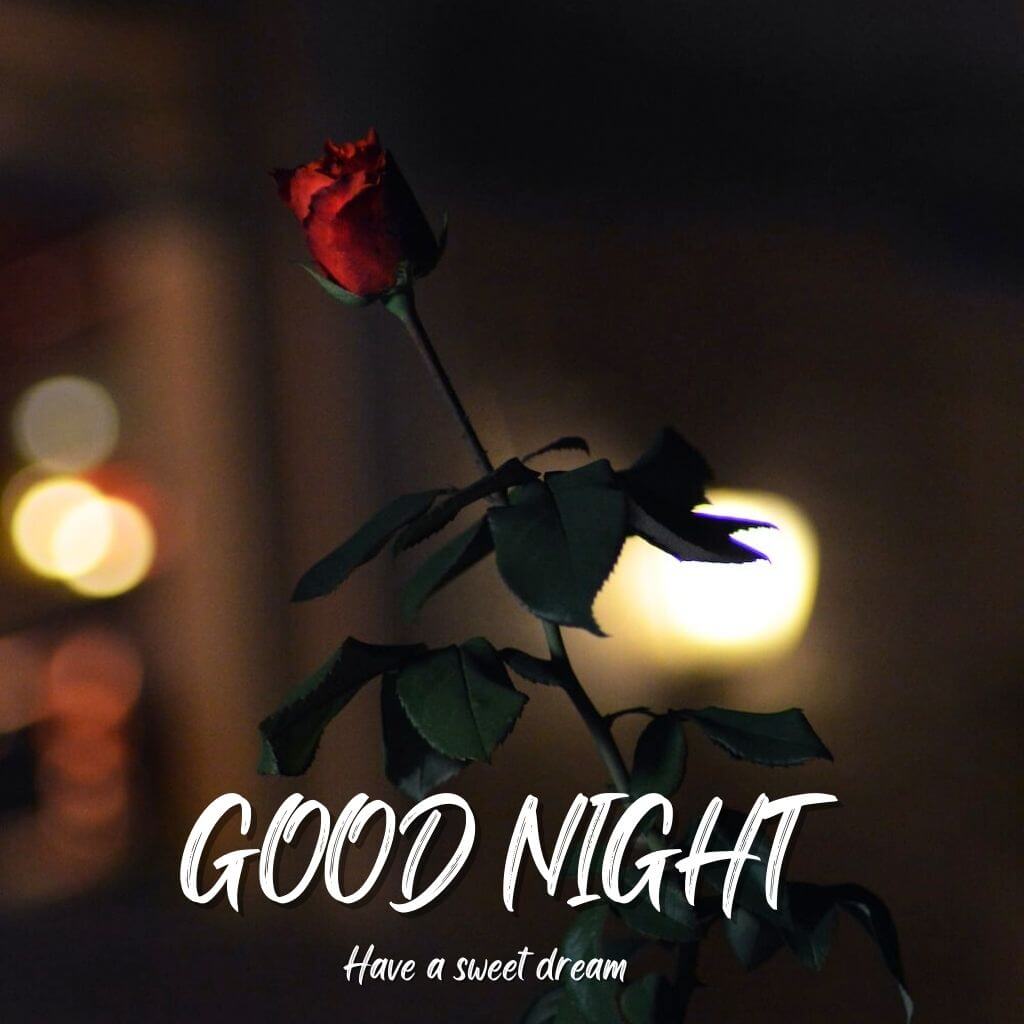 Good Night Rose Image - HindiBate.CoM