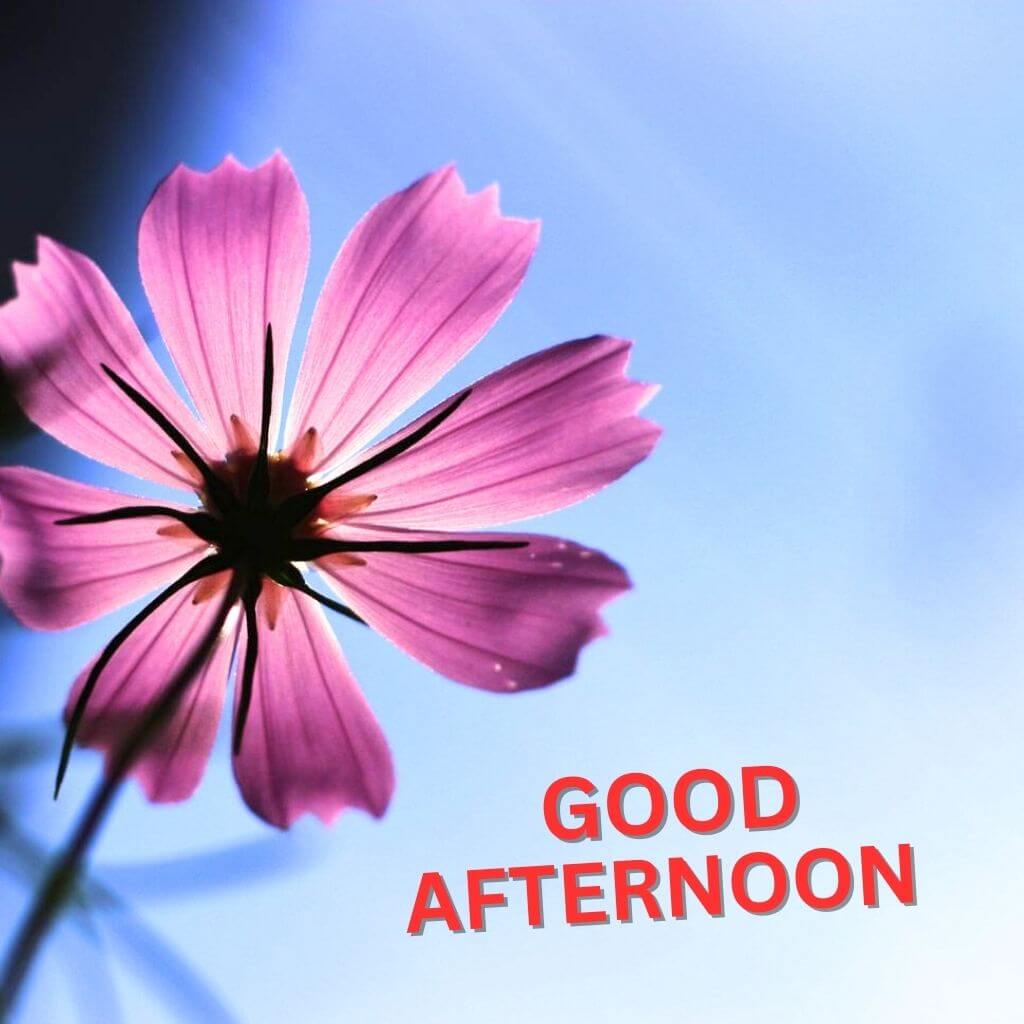 Good Afternoon Wallpaper pic Download