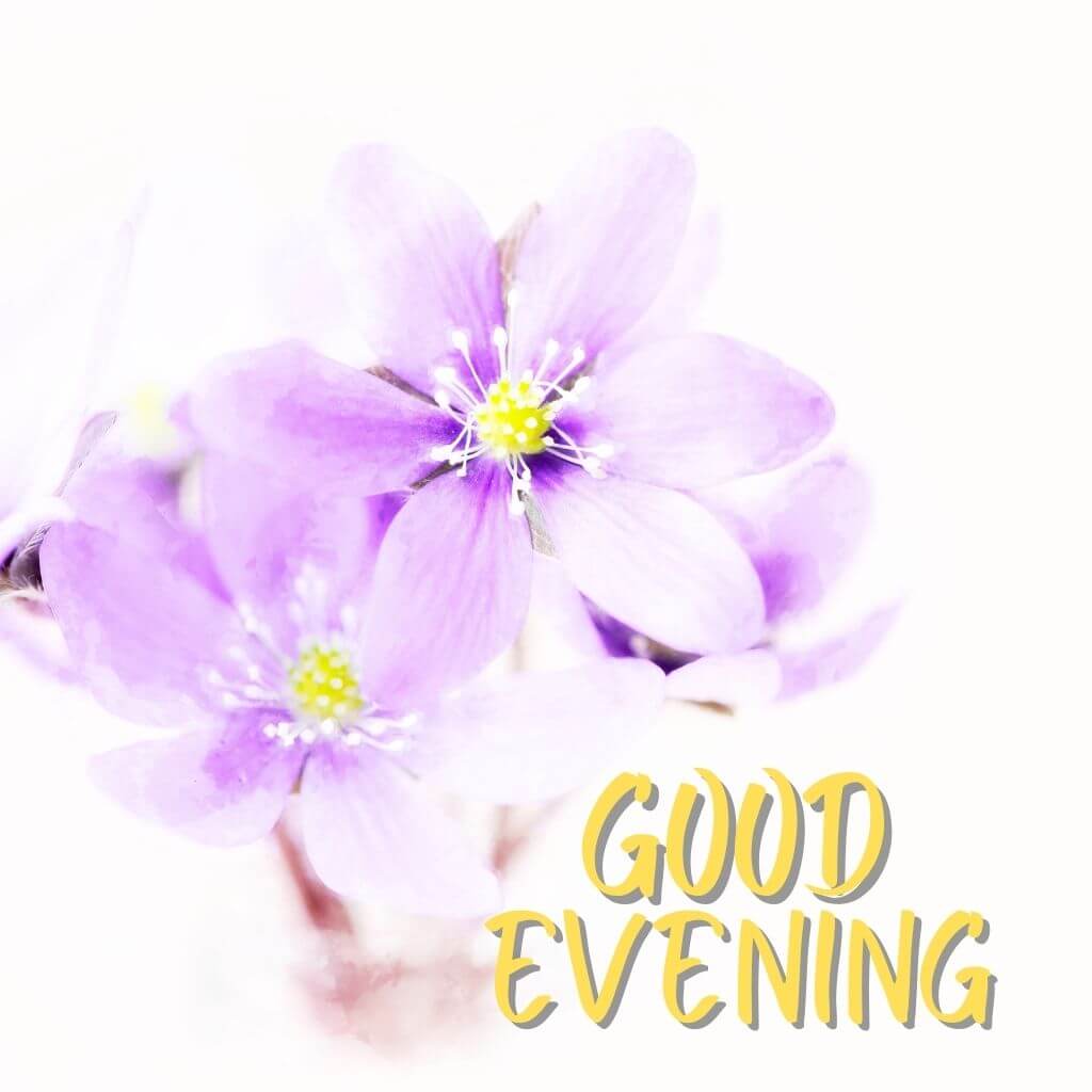 Good Evening Pics New HD Download In Full Size
