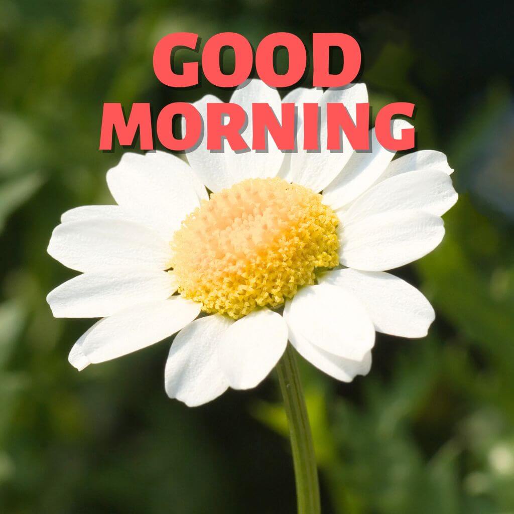 Good Morning have a nice day Photo Download