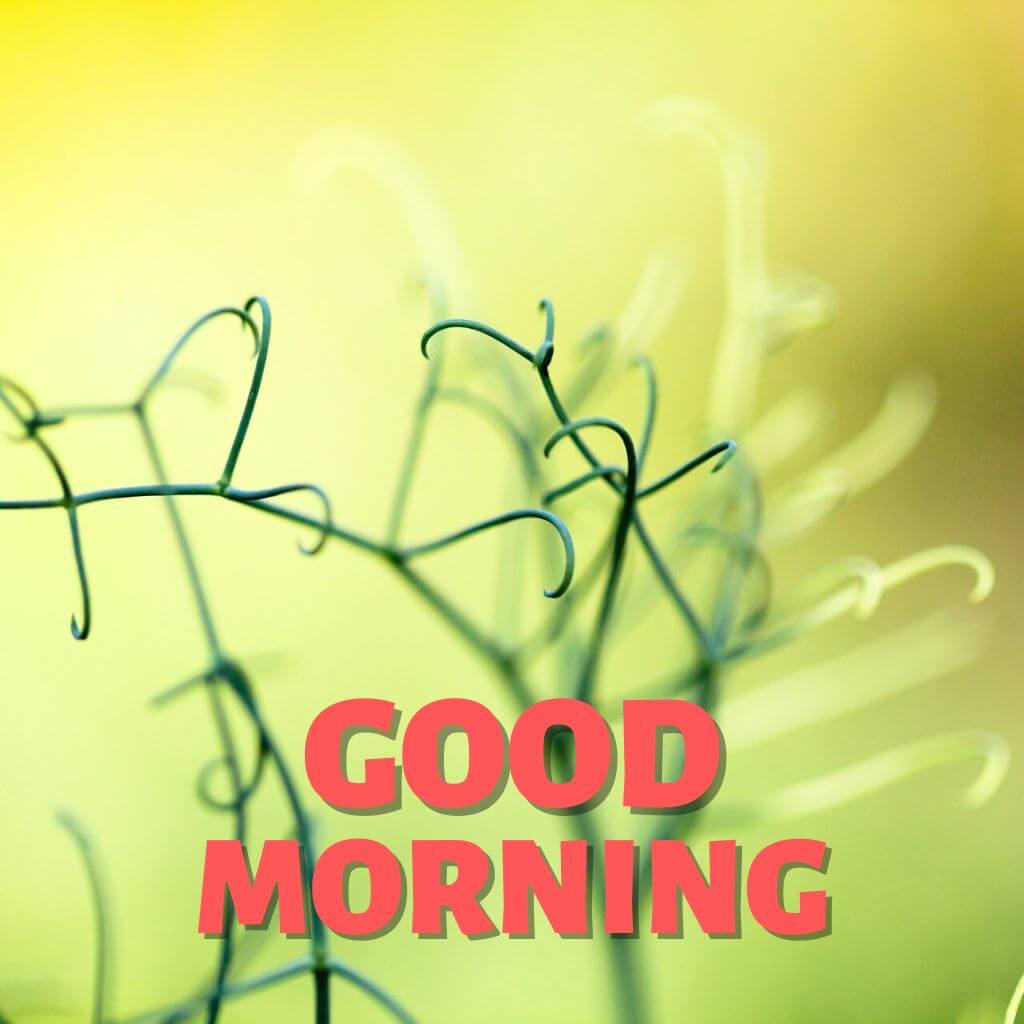 Good Morning have a nice day Wallpaper HD 2023