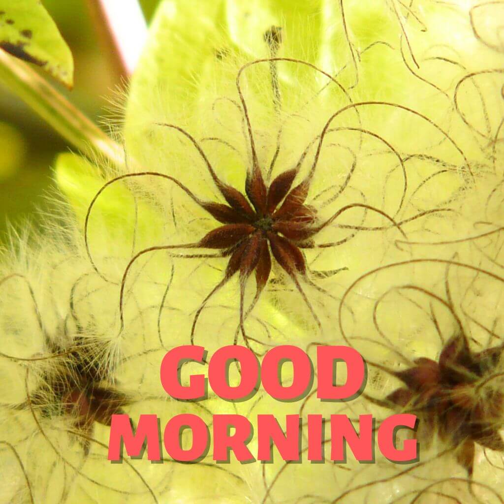 Good Morning have a nice day Wallpaper HD