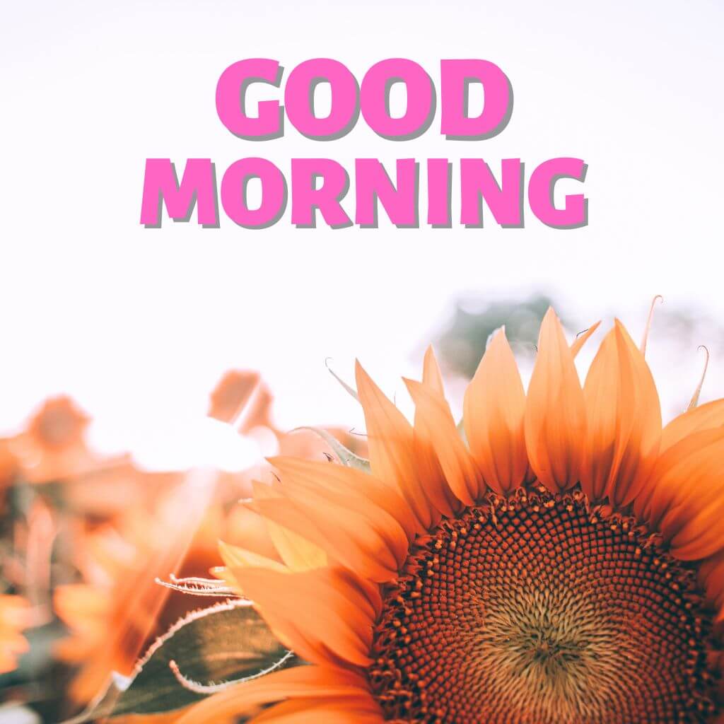 Good Morning have a nice day Wallpaper Pics Download for Facebook