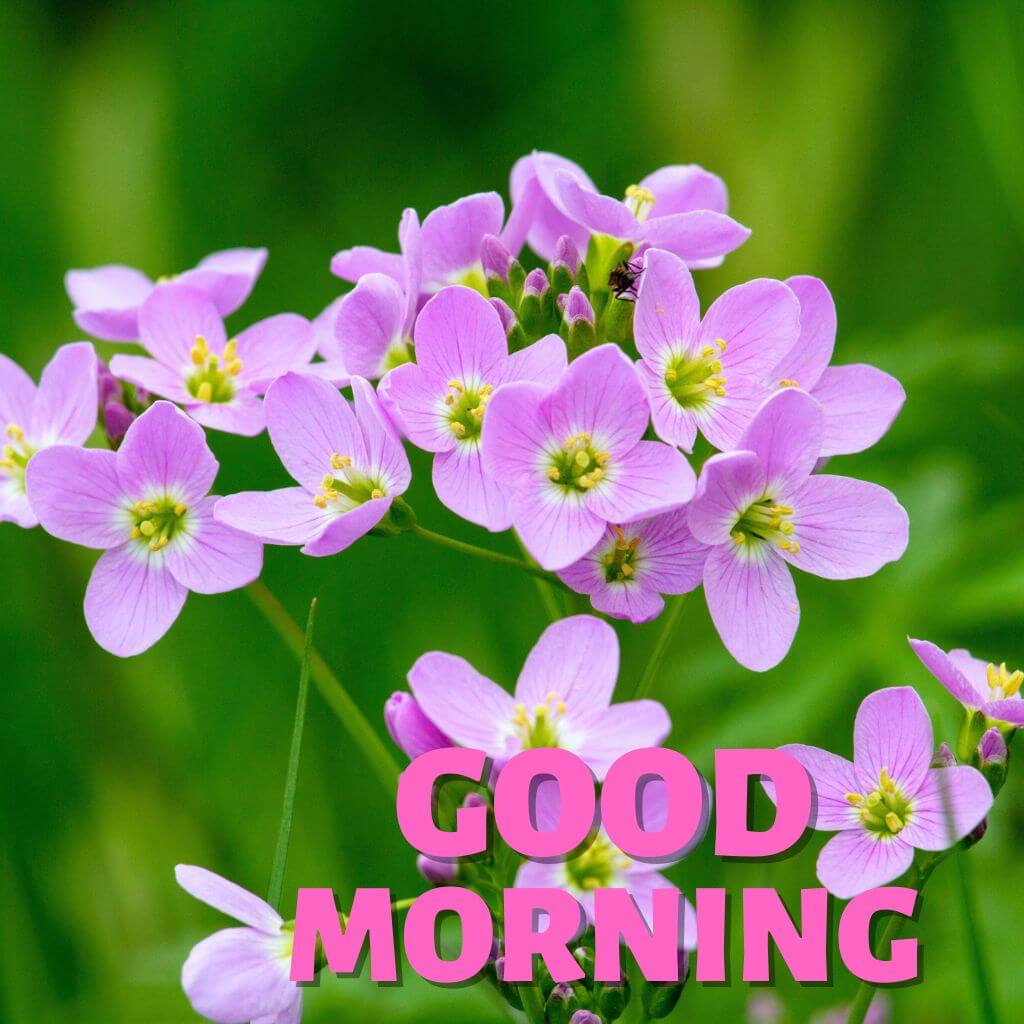 Good Morning have a nice day Wallpaper Pics HD