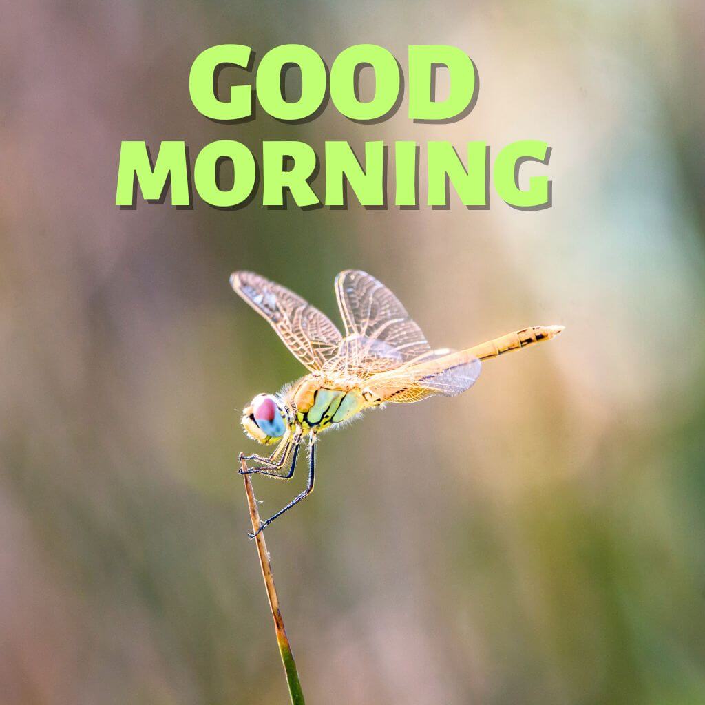 Good Morning have a nice day Wallpaper Pics New Download (2)