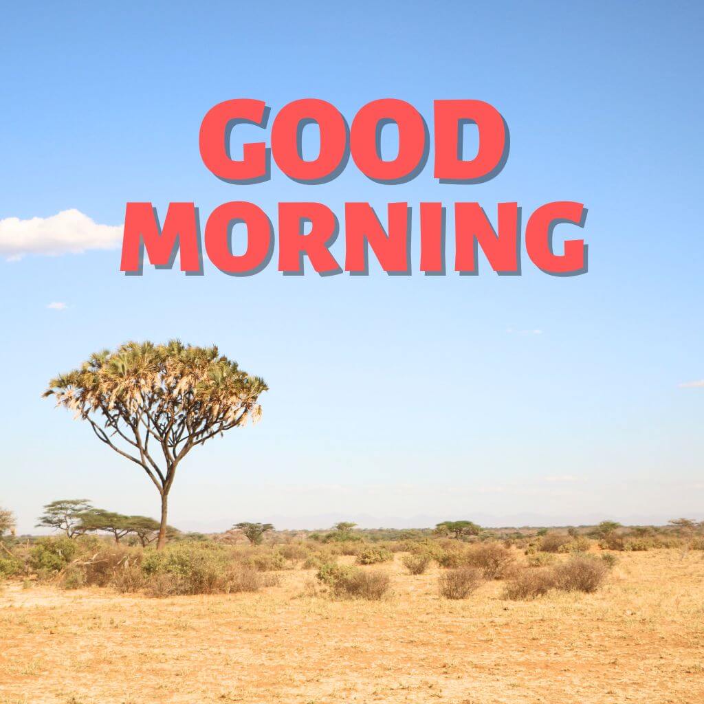 Good Morning have a nice day Wallpaper Pics New Download 2023