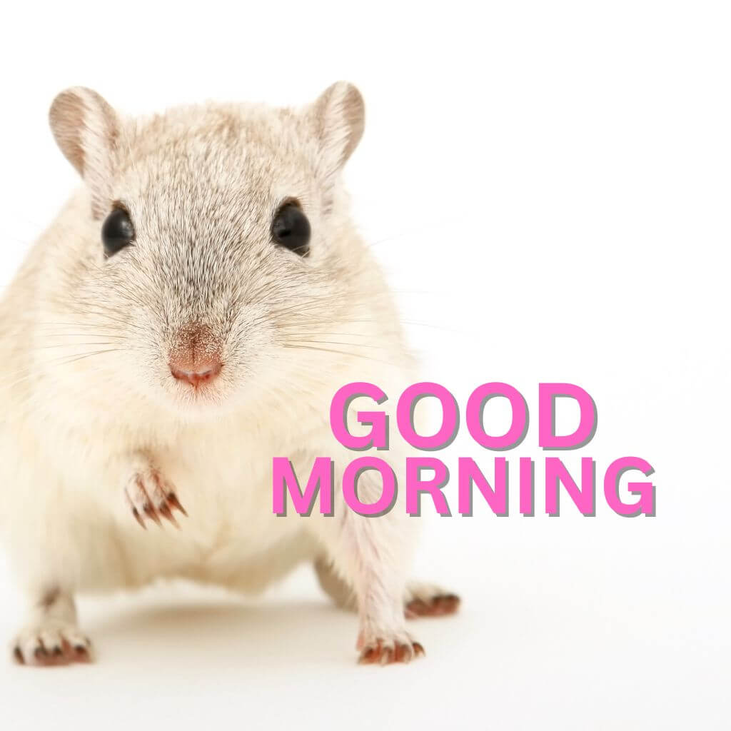 Good Morning have a nice day Wallpaper Pics New Download