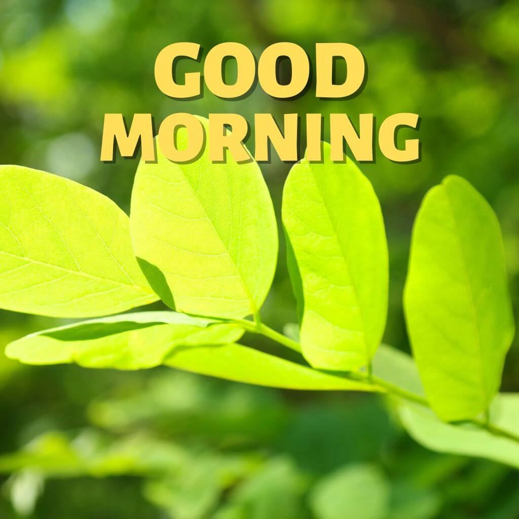 Good Morning have a nice day Wallpaper free Download