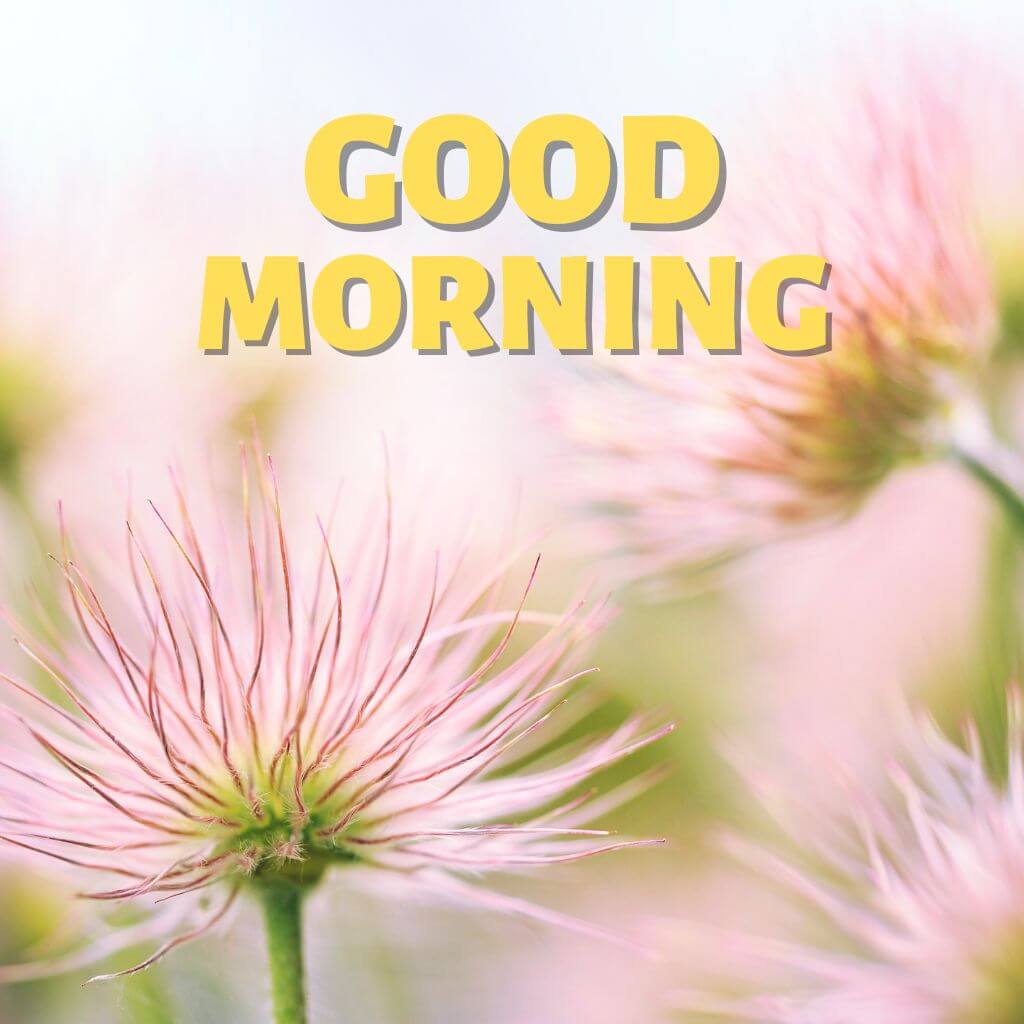 Good Morning have a nice day Wallpaper pics HD (2)