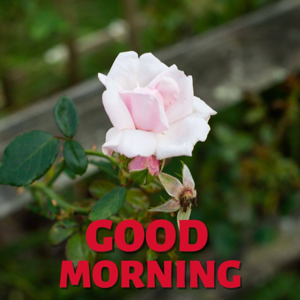 Good Morning rose Photo DH