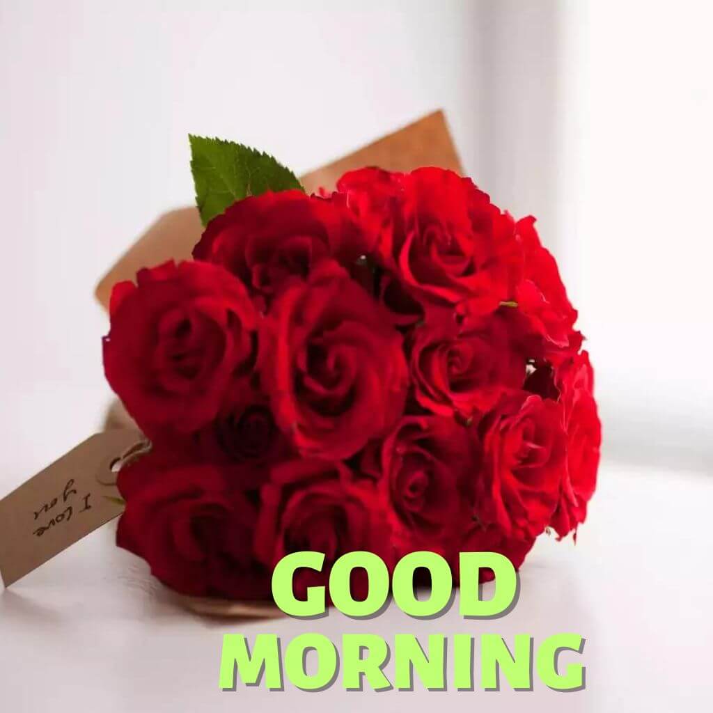 Good Morning rose Photo Download