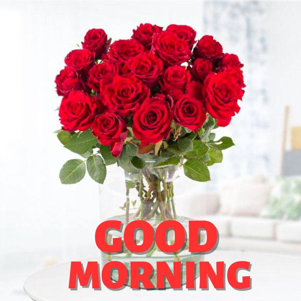 Good Morning rose Wallpaper Pic for Facebook