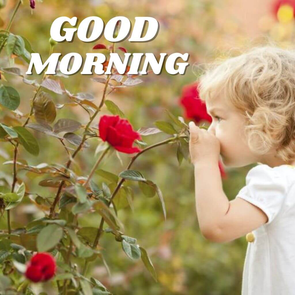 Good Morning rose Wallpaper Pics for Whatsapp