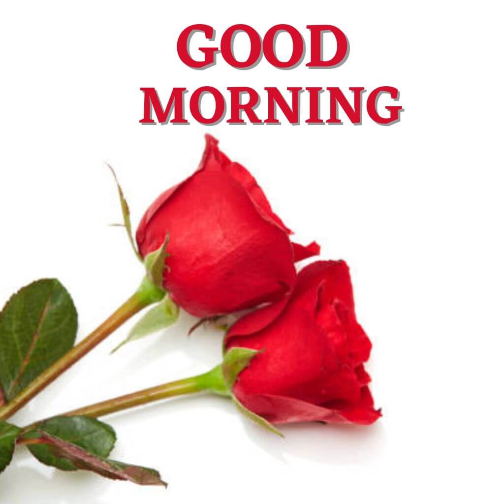 Good Morning rose Wallpaper Pics new Download (2)
