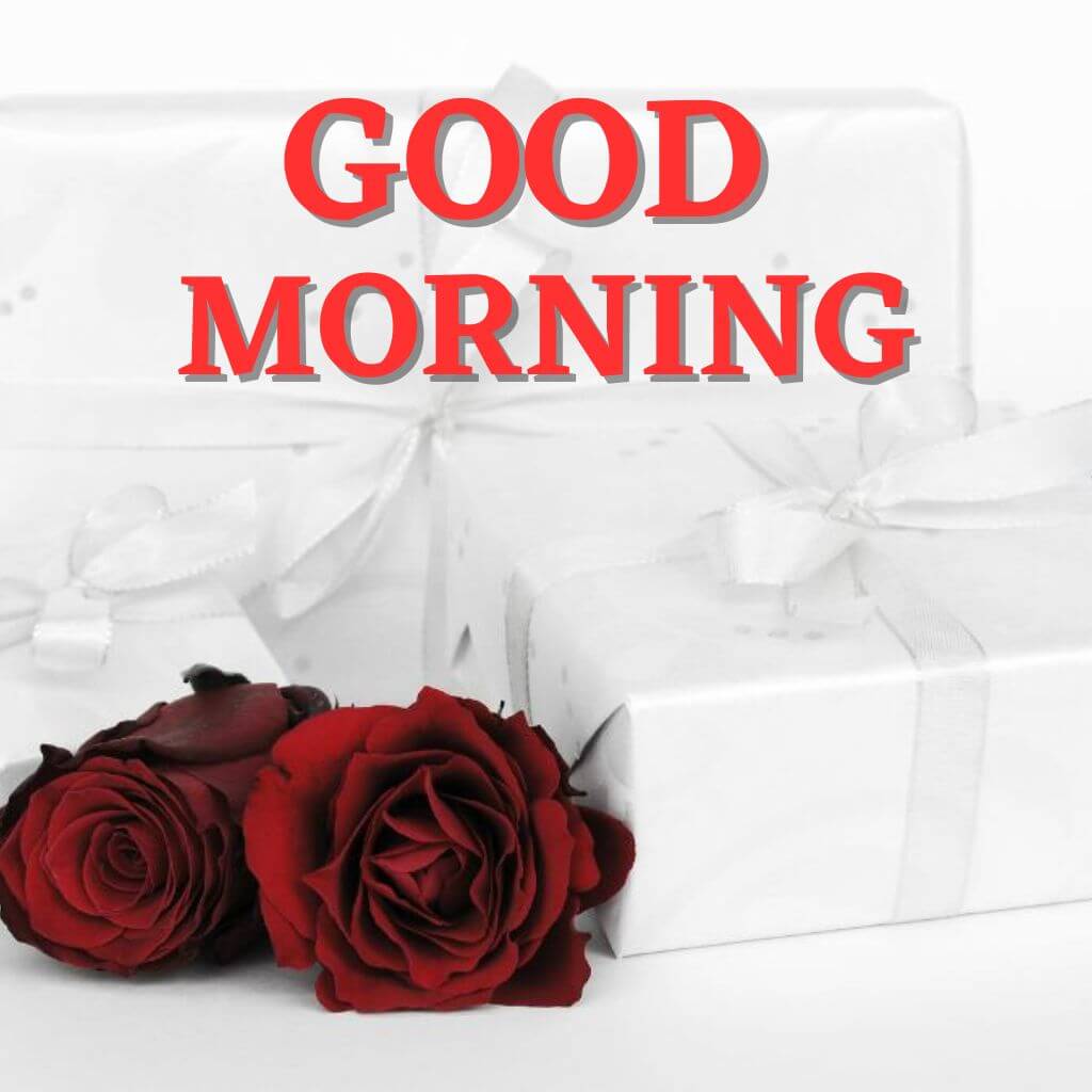Good Morning rose Wallpaper for Whatsapp