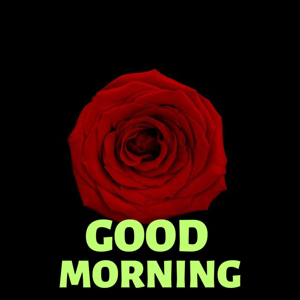 Good Morning rose pics New Download (2)