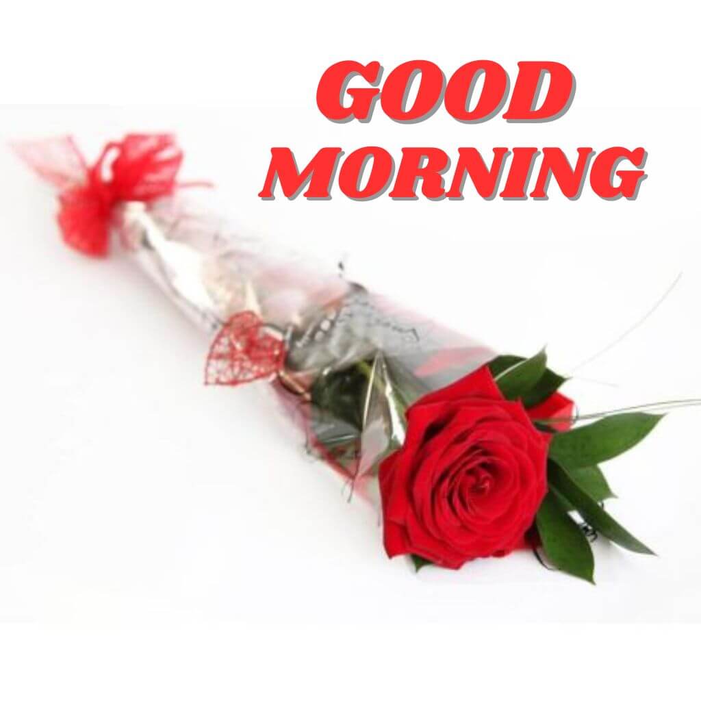 Good Morning rose pics New Downlod