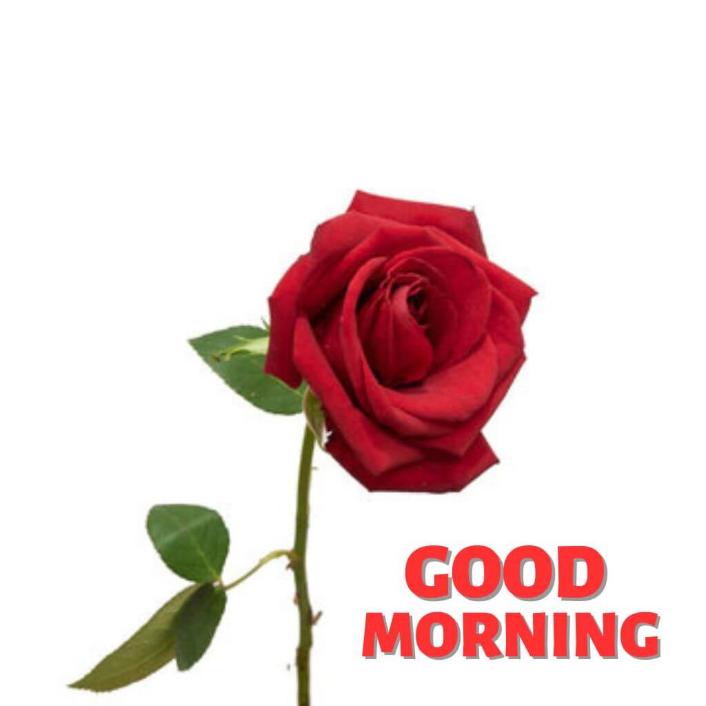 Good Morning rose