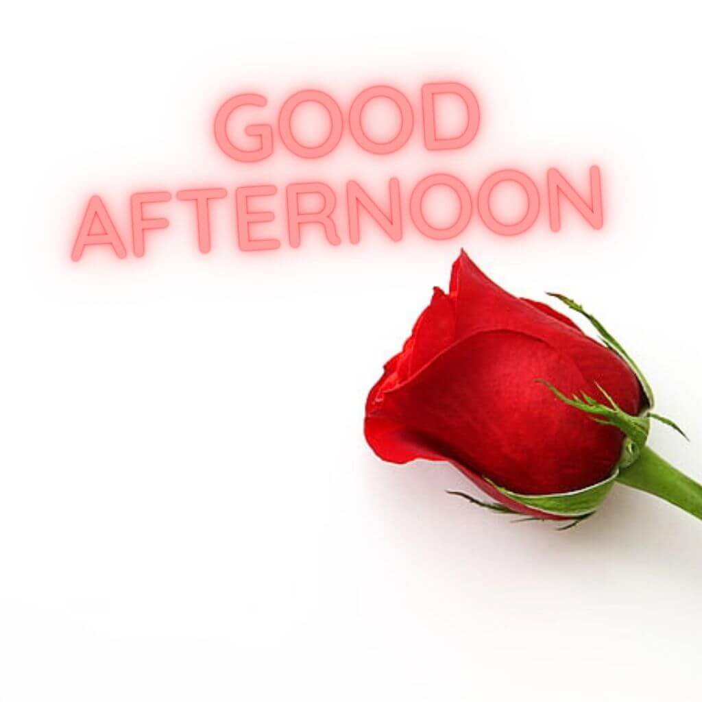 Red Rose Afternoon Image Pics new Download