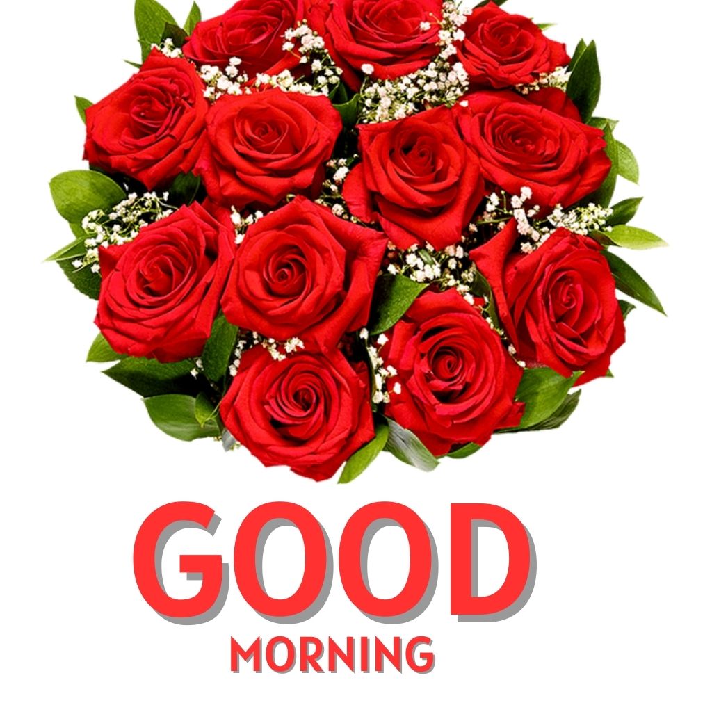 Red Rose Good morning Images