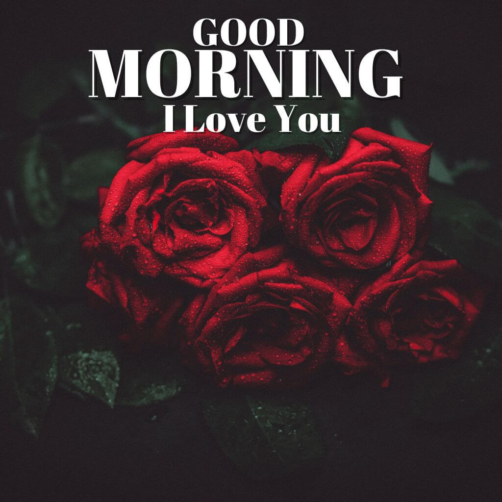 Red Rose Stylish good morning I love you Images Pics