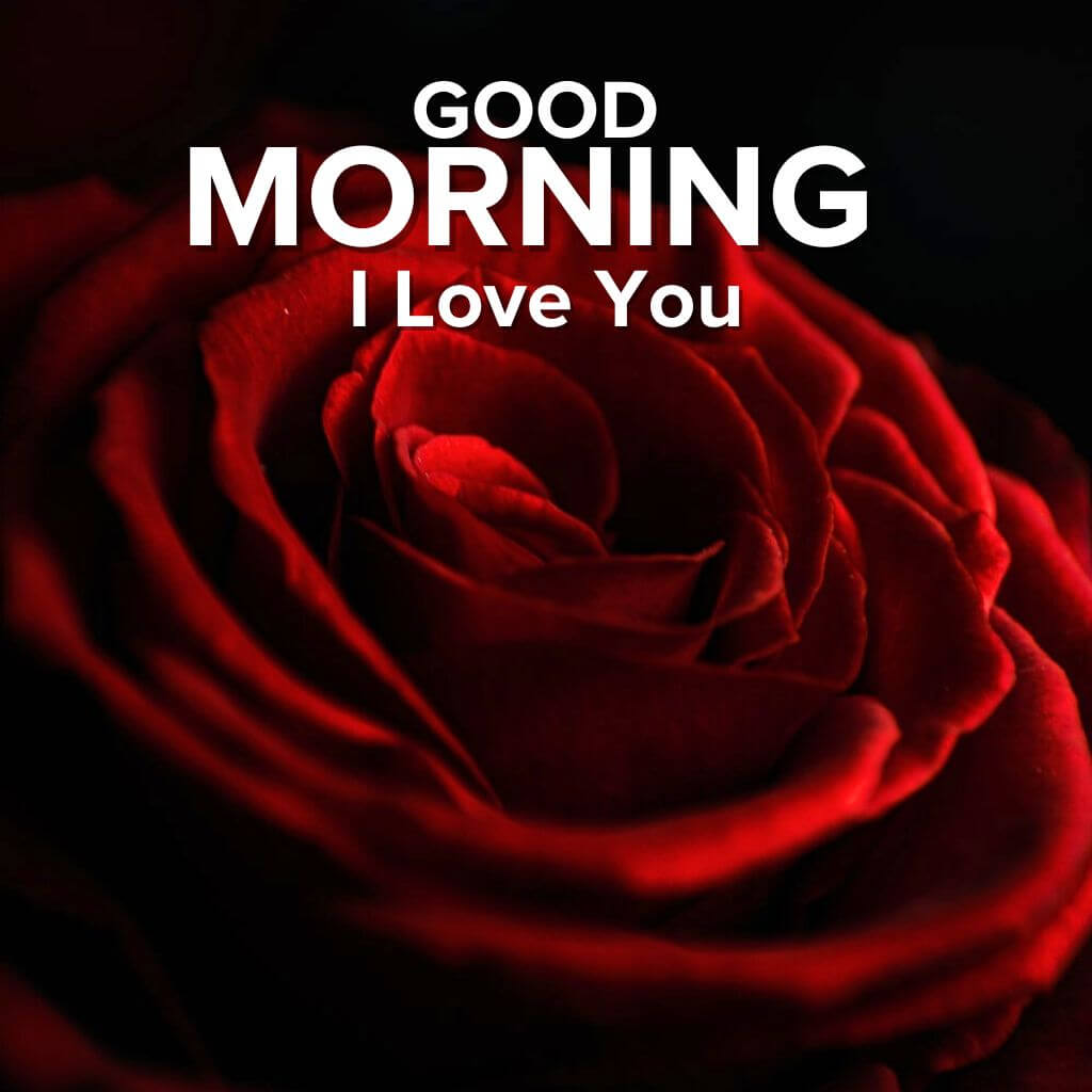 Red Rose good morning I love you Image Pics