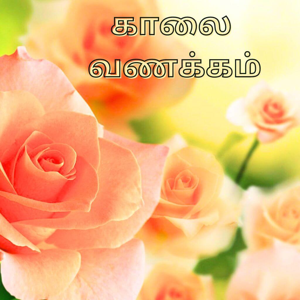 Rose Tamil Good Morning Images Wallpaper Photo New Download free Free
