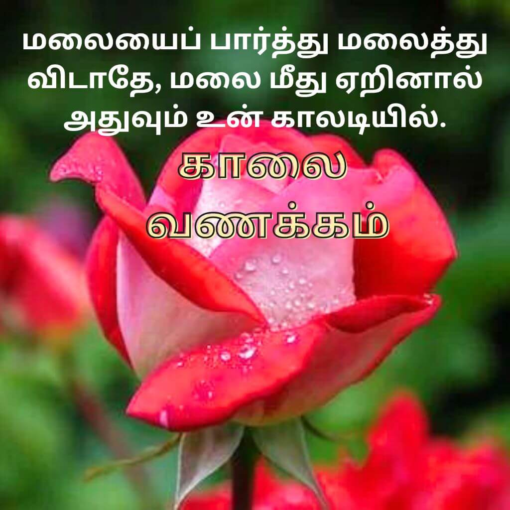 Tamil Good Morning Wallpaper Pics Free Download