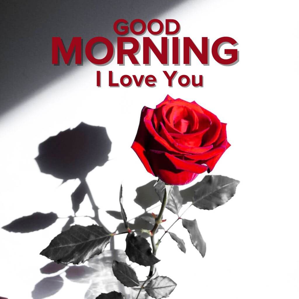 good morning I love you Images Pics new Download