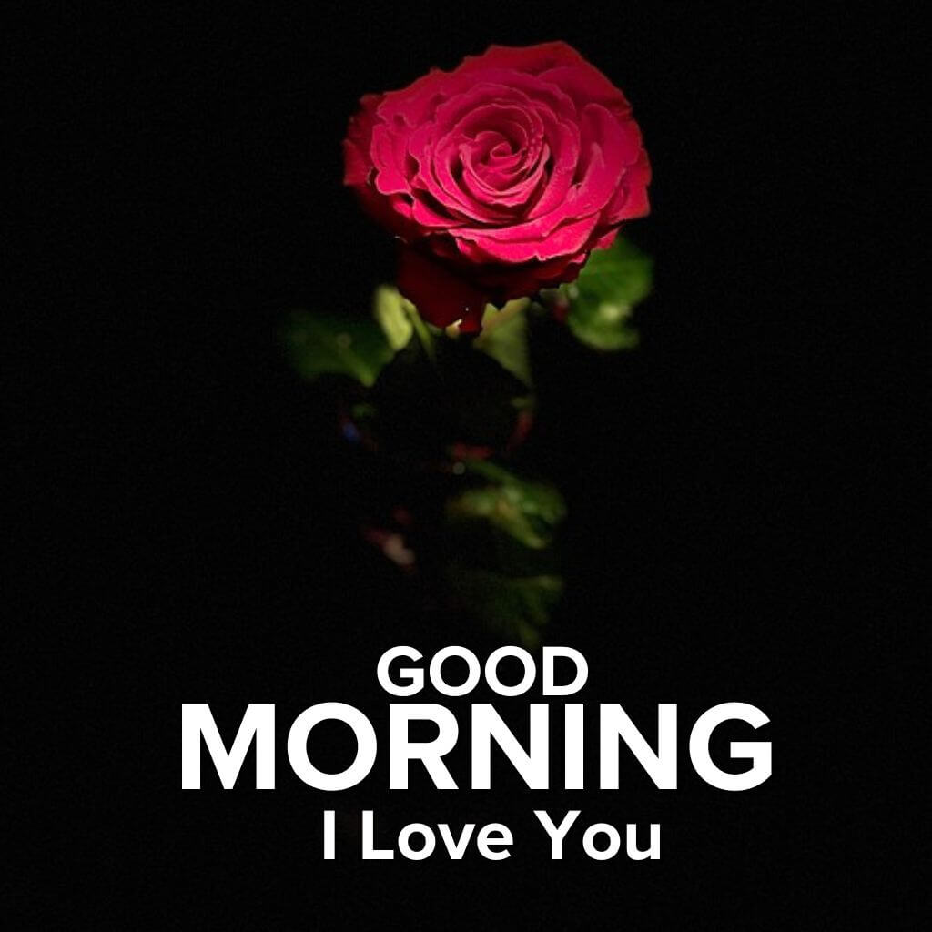 good morning I love you Images photo Pics With Rose