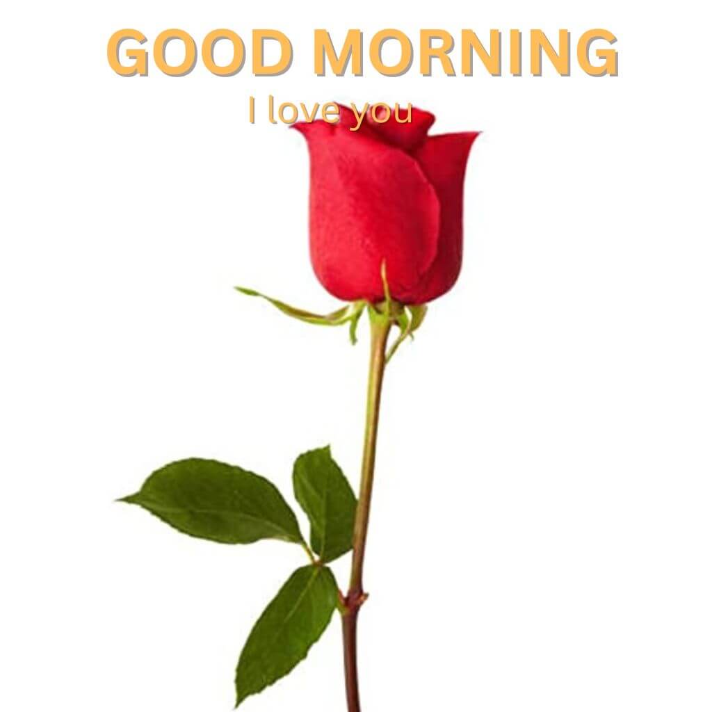 good morning I love you Images photo for Whatapp
