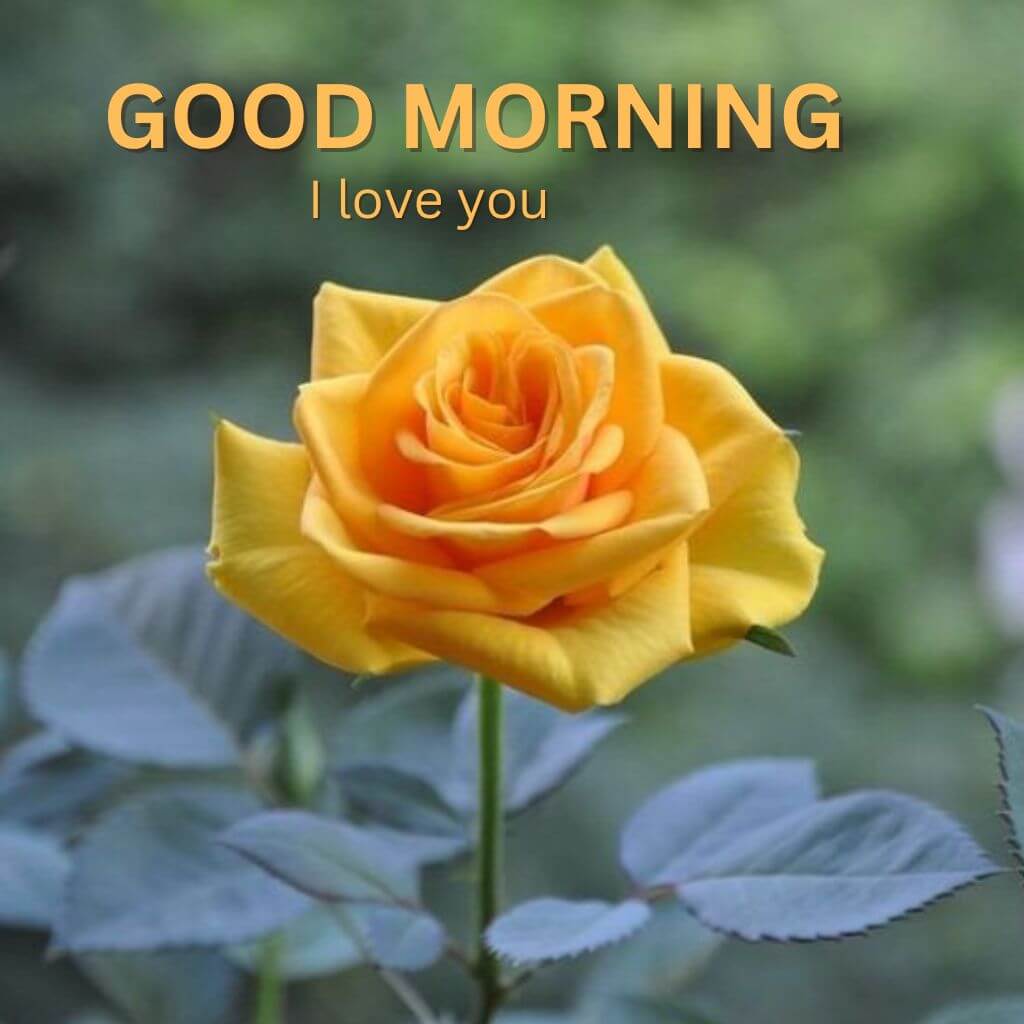 good morning I love you Images pics With Rose