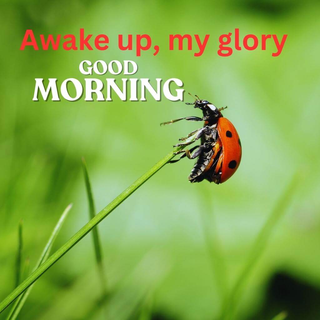 good morning bible verses Wallpaper Free Download