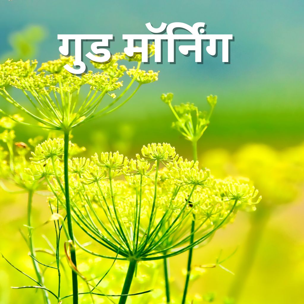 Flower Shayari Good Morning Images Pics New Download 2023