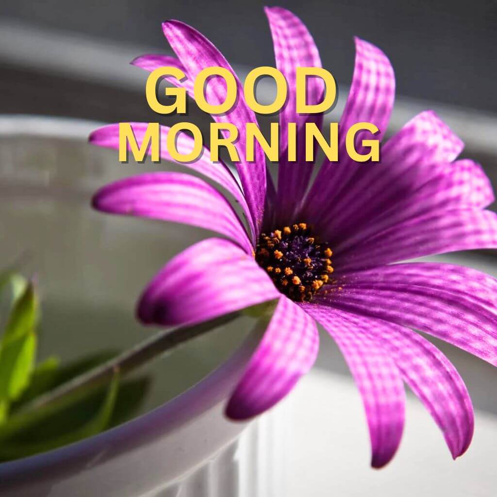 3d Good Morning Pics pictures Free Download